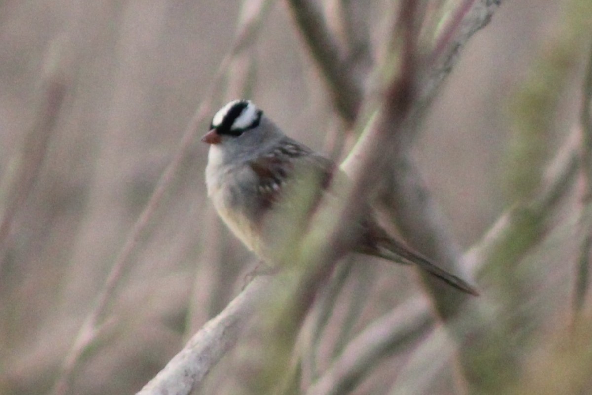 ミヤマシトド（leucophrys／oriantha） - ML636029543
