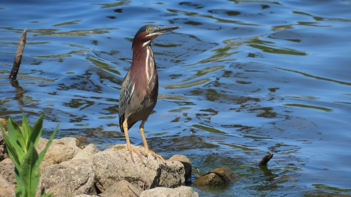 Green Heron - ML636029615