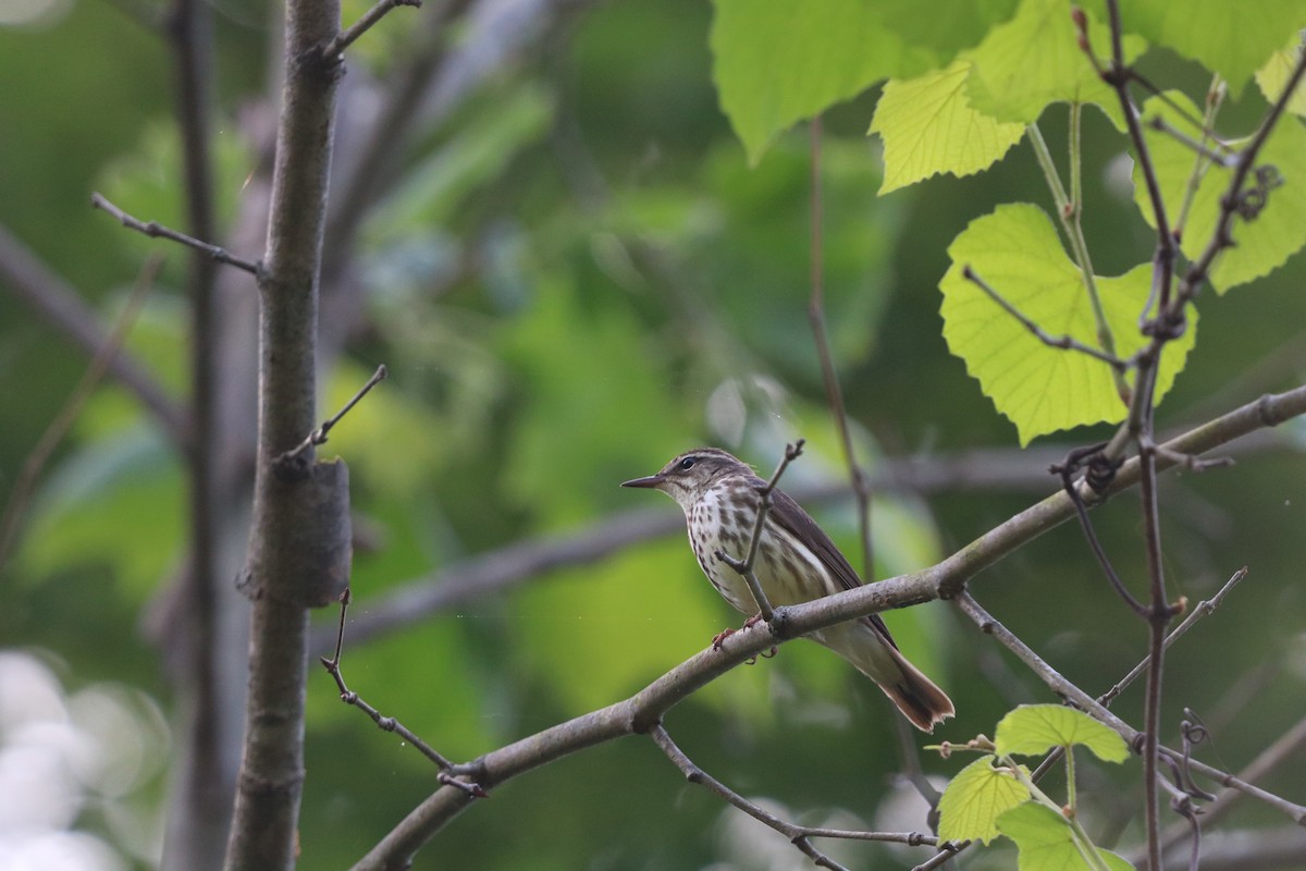 Louisiana Waterthrush - ML636029617