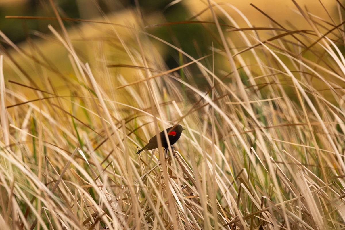 Red-winged Blackbird - ML636029622