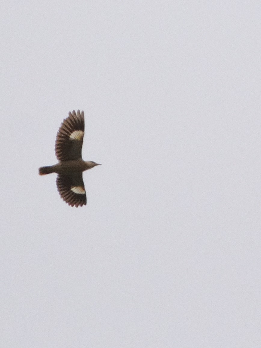 Vinous-breasted Myna - ML636029630