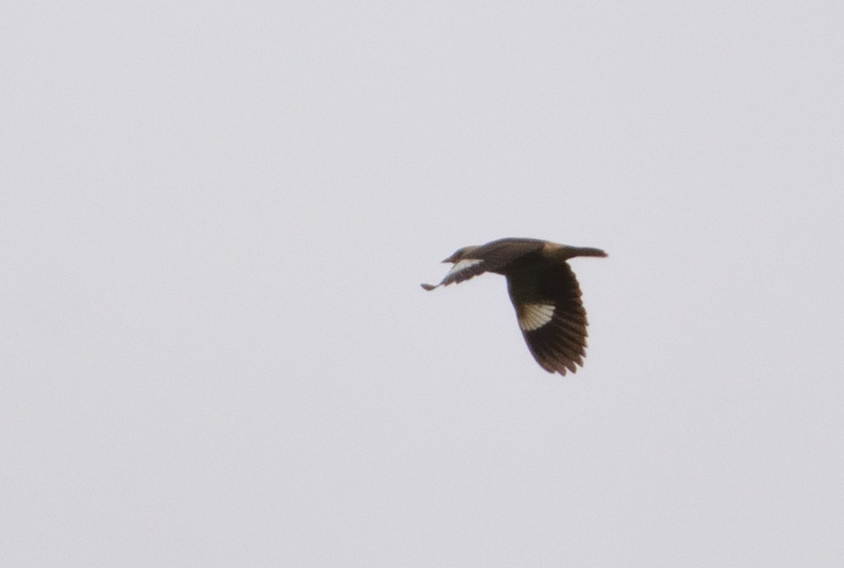Vinous-breasted Myna - ML636029631