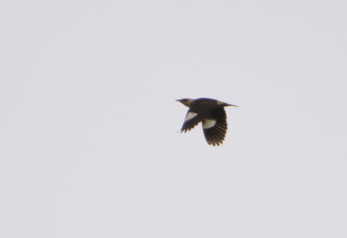 Vinous-breasted Myna - ML636029632