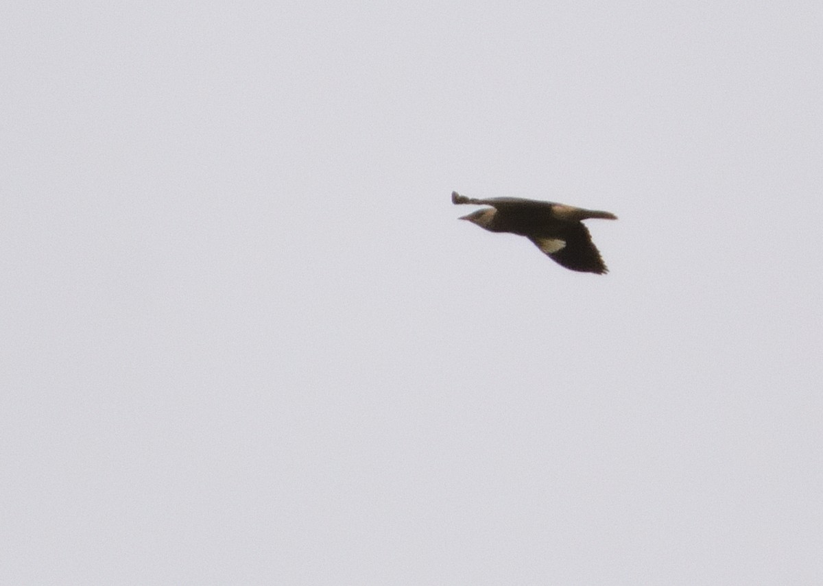 Vinous-breasted Myna - ML636029633