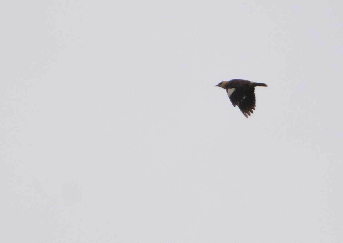 Vinous-breasted Myna - ML636029634