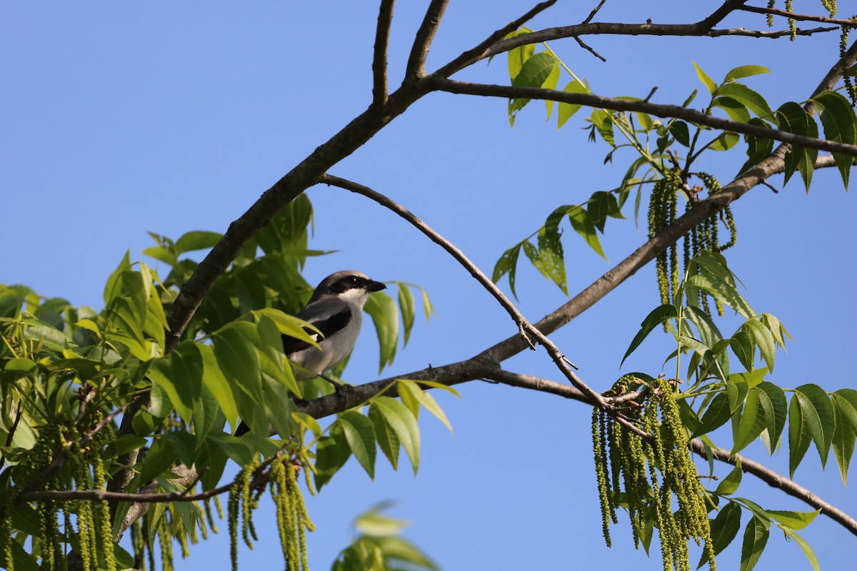 Loggerhead Shrike - ML636029695