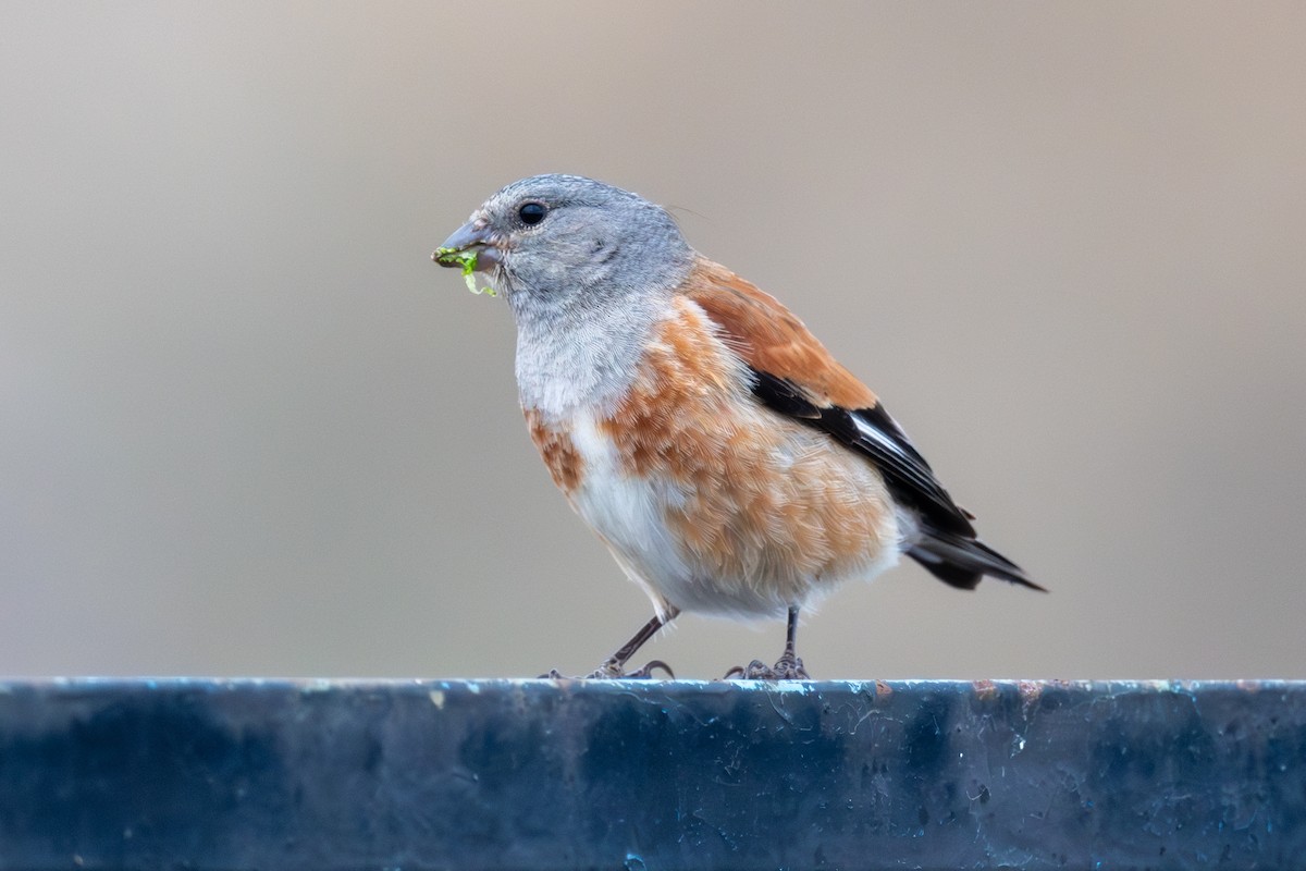 Yemen Linnet - ML636029705