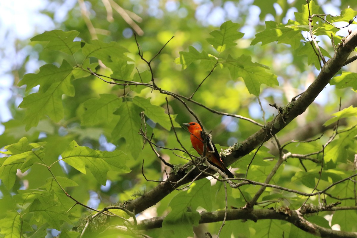 Scarlet Tanager - ML636029779