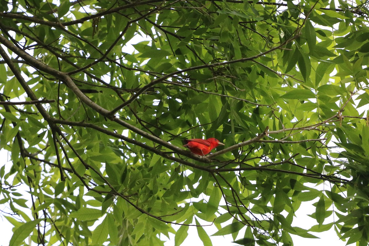 Summer Tanager - ML636029786