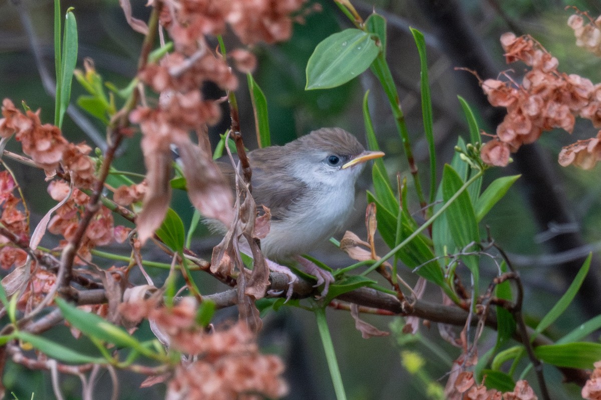 alveprinia - ML636029810