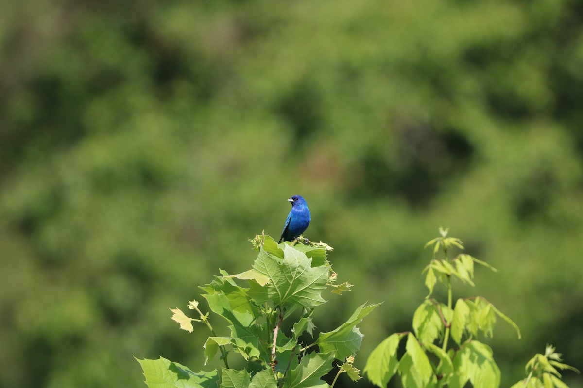 Indigo Bunting - ML636029816