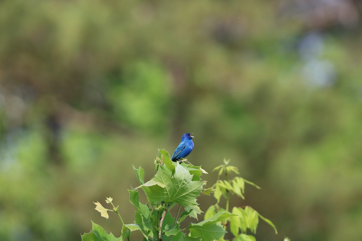 Indigo Bunting - ML636029817
