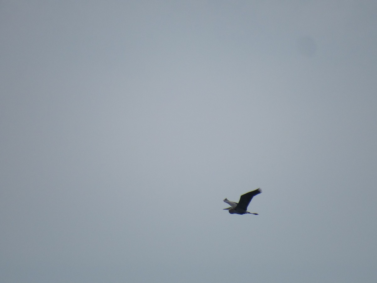 Garza Azulada - ML636029819