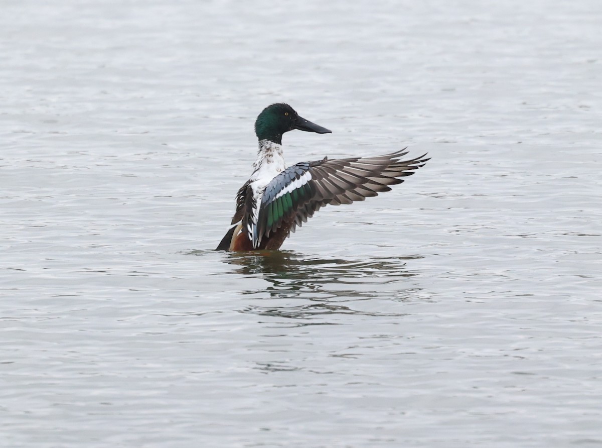 Canard souchet - ML636029839