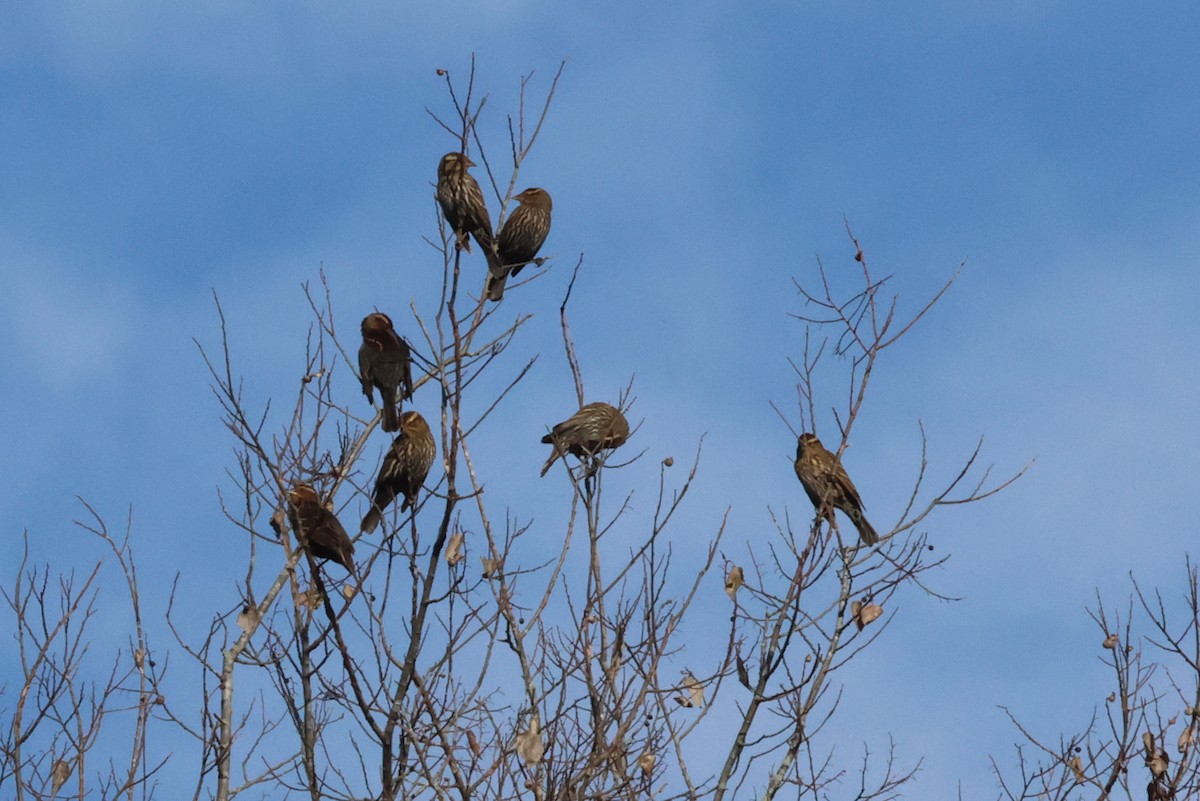 Red-winged Blackbird - ML636029890