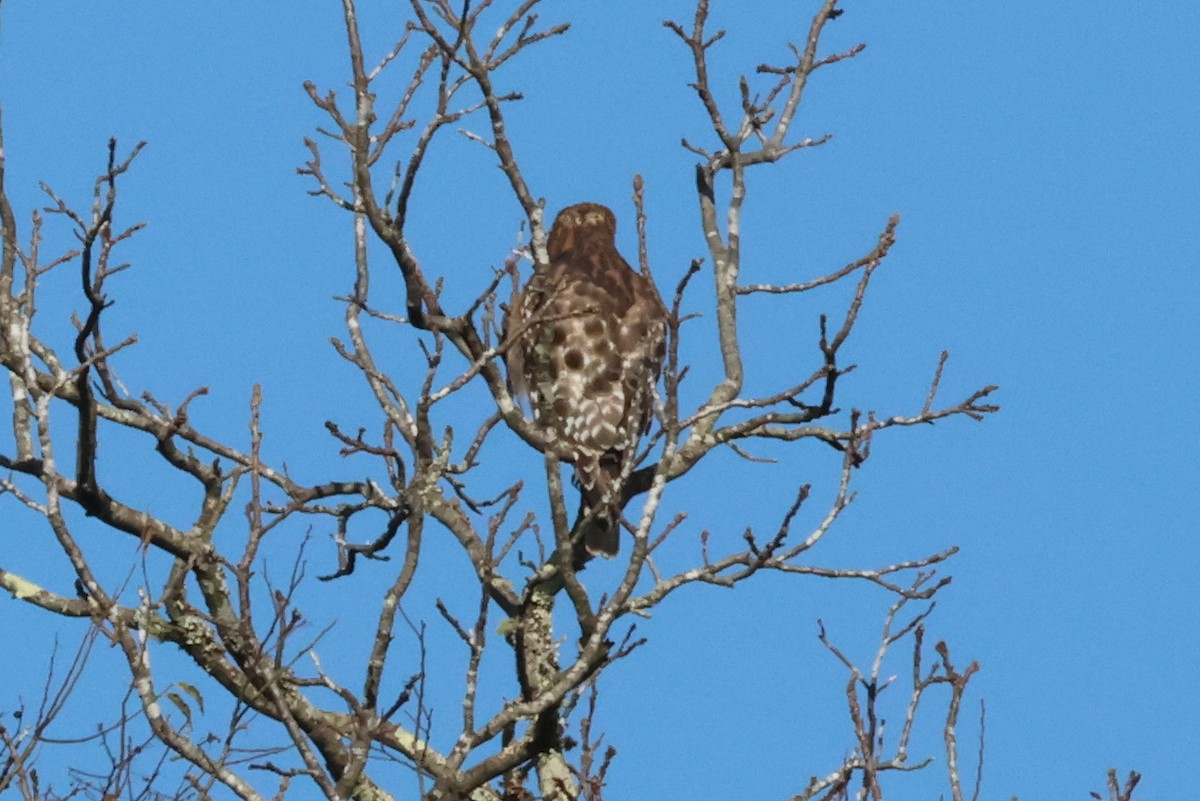 Red-shouldered Hawk - ML636029901