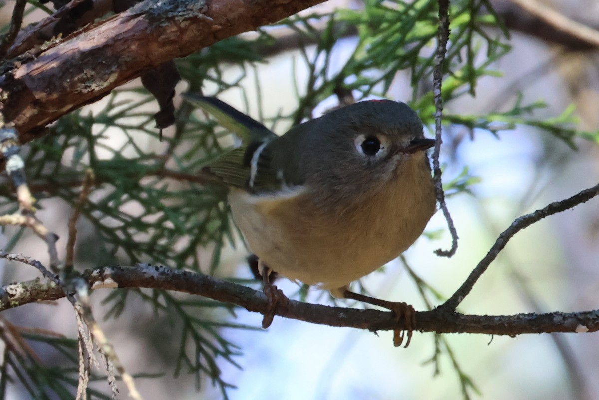Ruby-crowned Kinglet - ML636029923