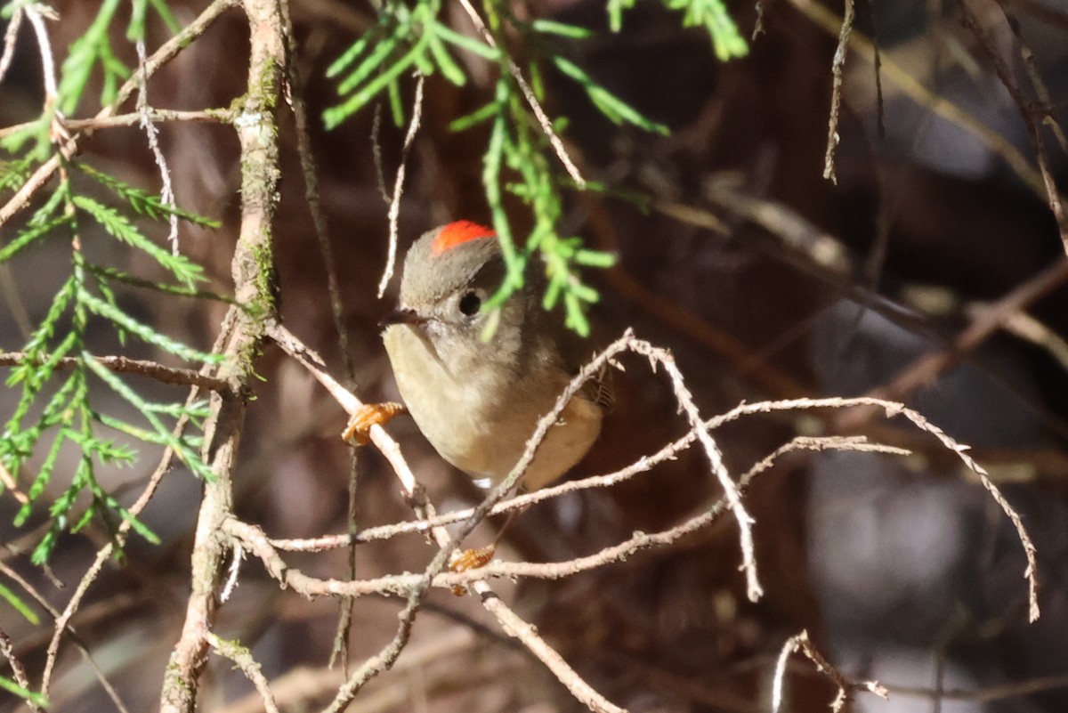 Ruby-crowned Kinglet - ML636029924