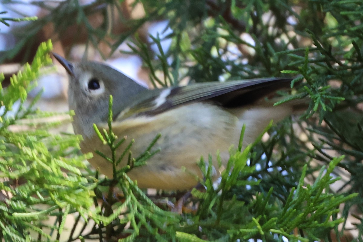 Ruby-crowned Kinglet - ML636029925
