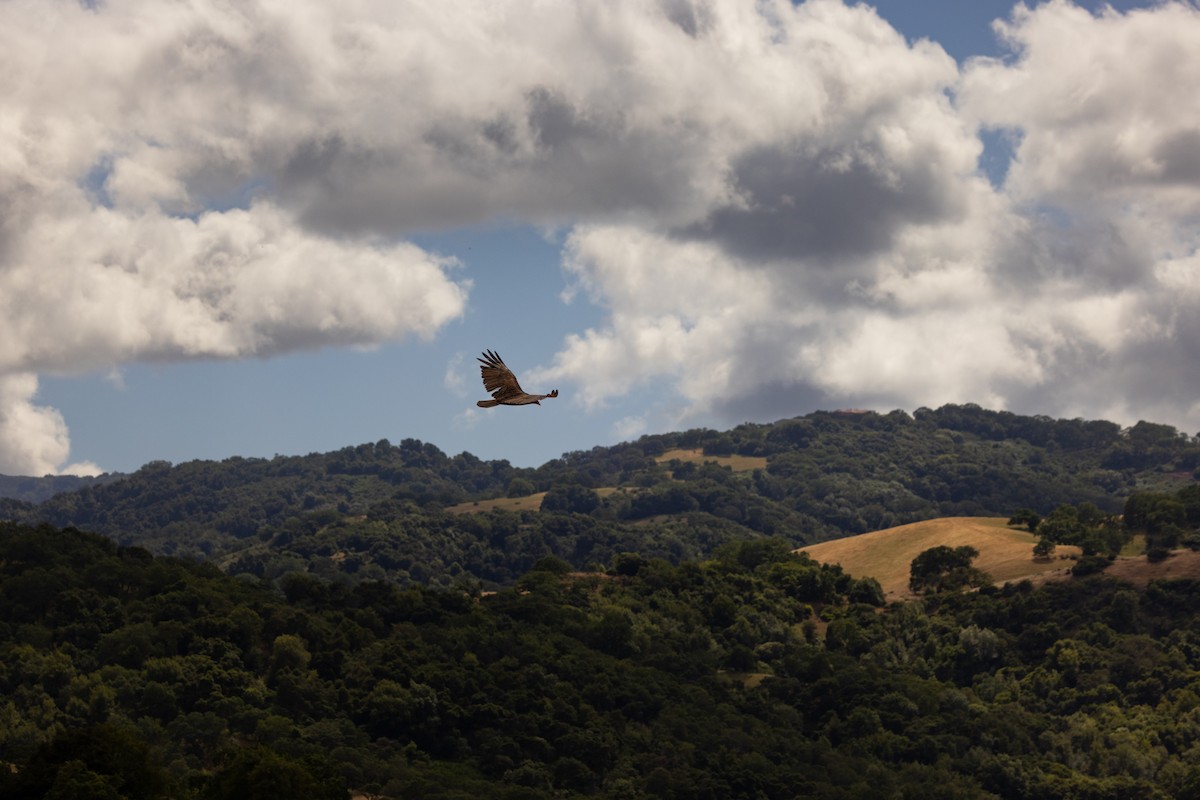 Turkey Vulture - ML636029936