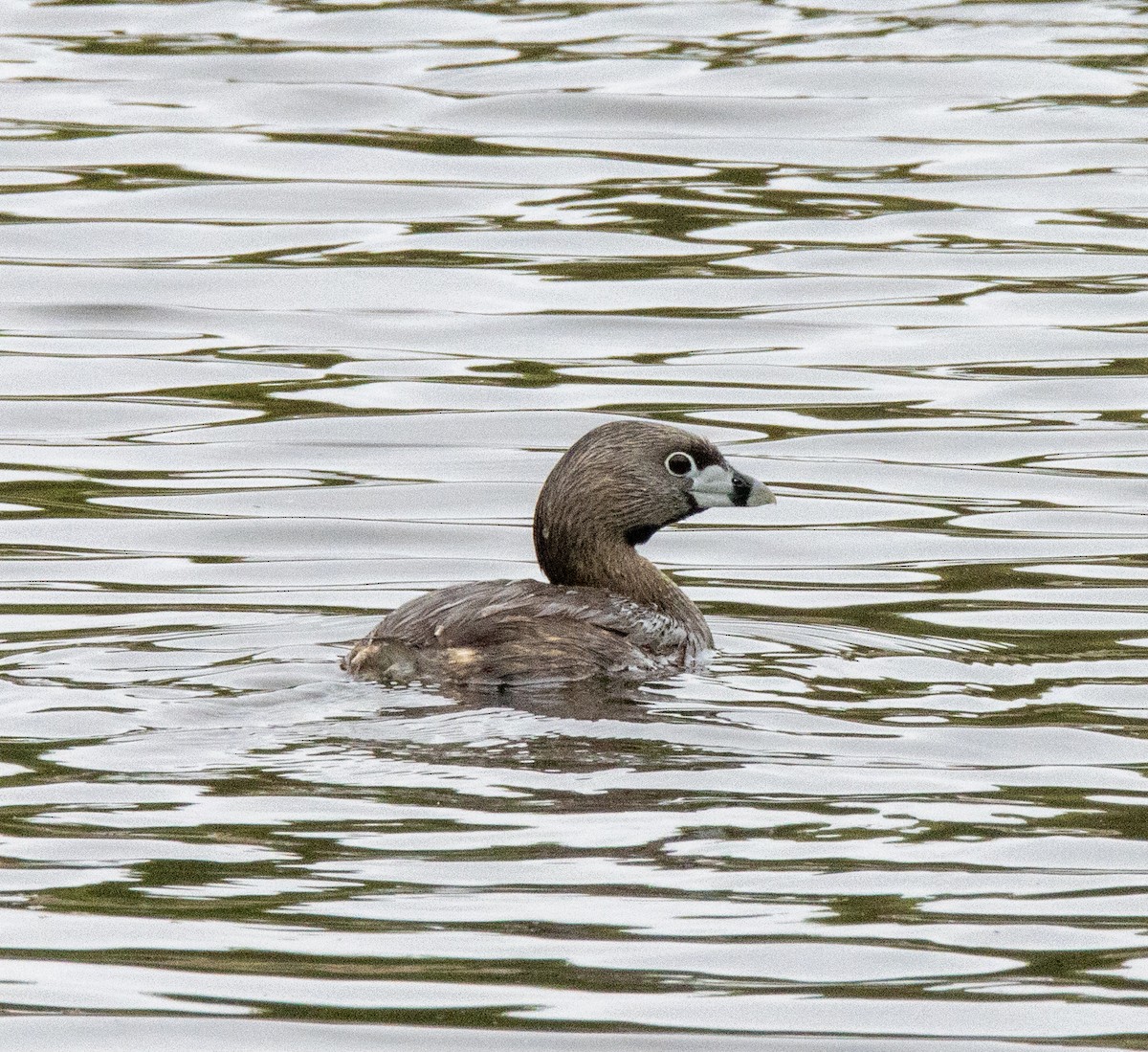 Pied-billed Grebe - ML636030015
