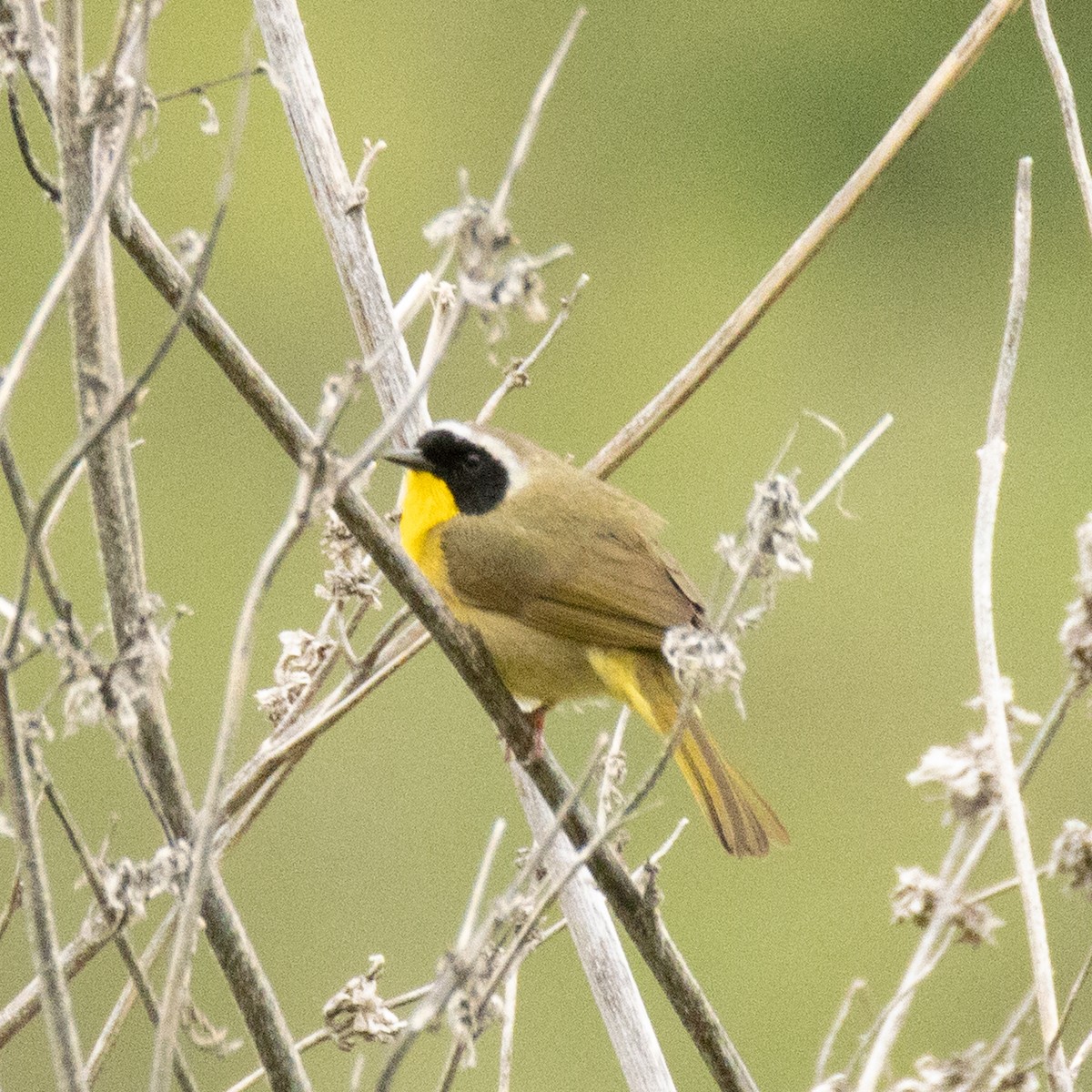 Common Yellowthroat - ML636030033