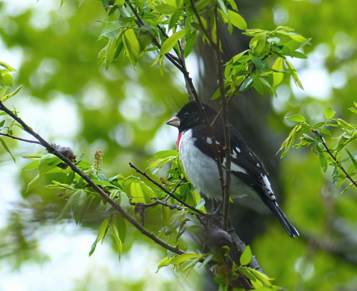 Rose-breasted Grosbeak - ML636030203