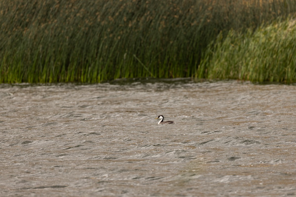 Western Grebe - ML636030233