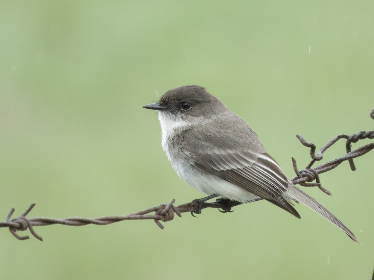 Eastern Phoebe - ML636030236