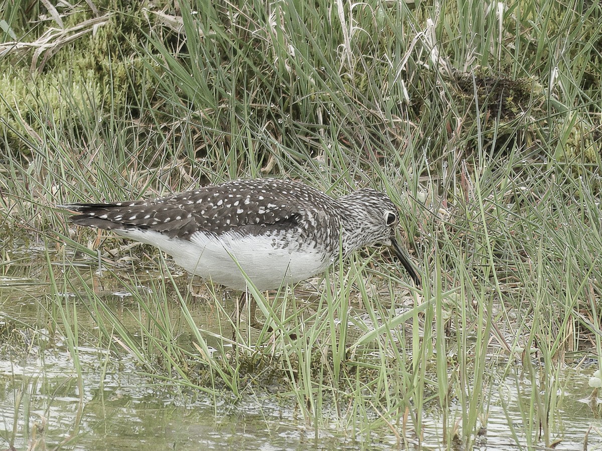 Solitary Sandpiper - ML636030242
