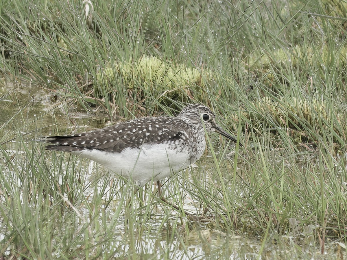 Solitary Sandpiper - ML636030243