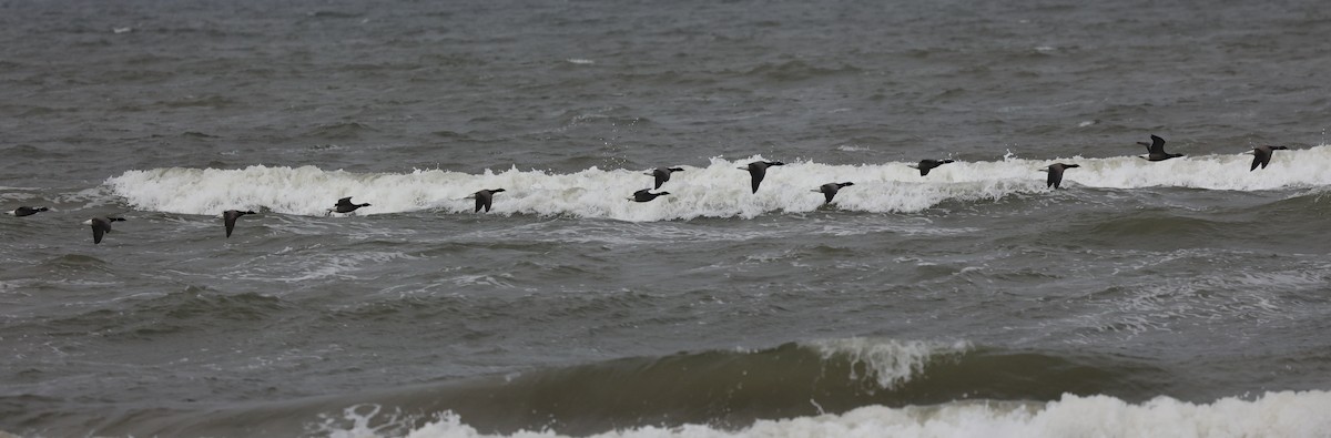 Brant - ML636030247