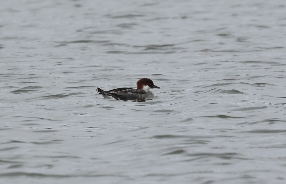 Smew - ML636030258