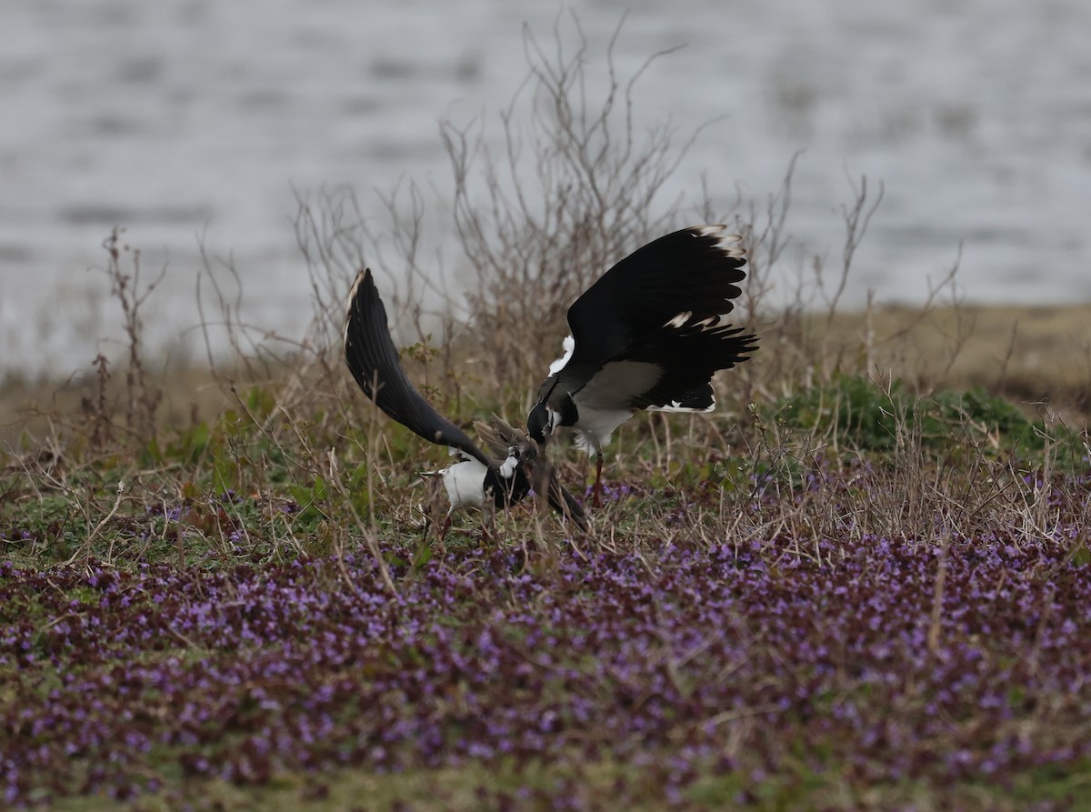 Northern Lapwing - ML636030311