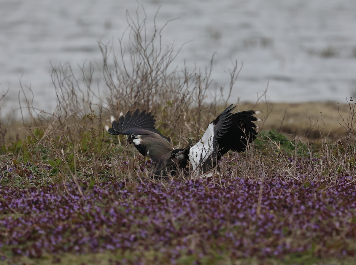 Northern Lapwing - ML636030312