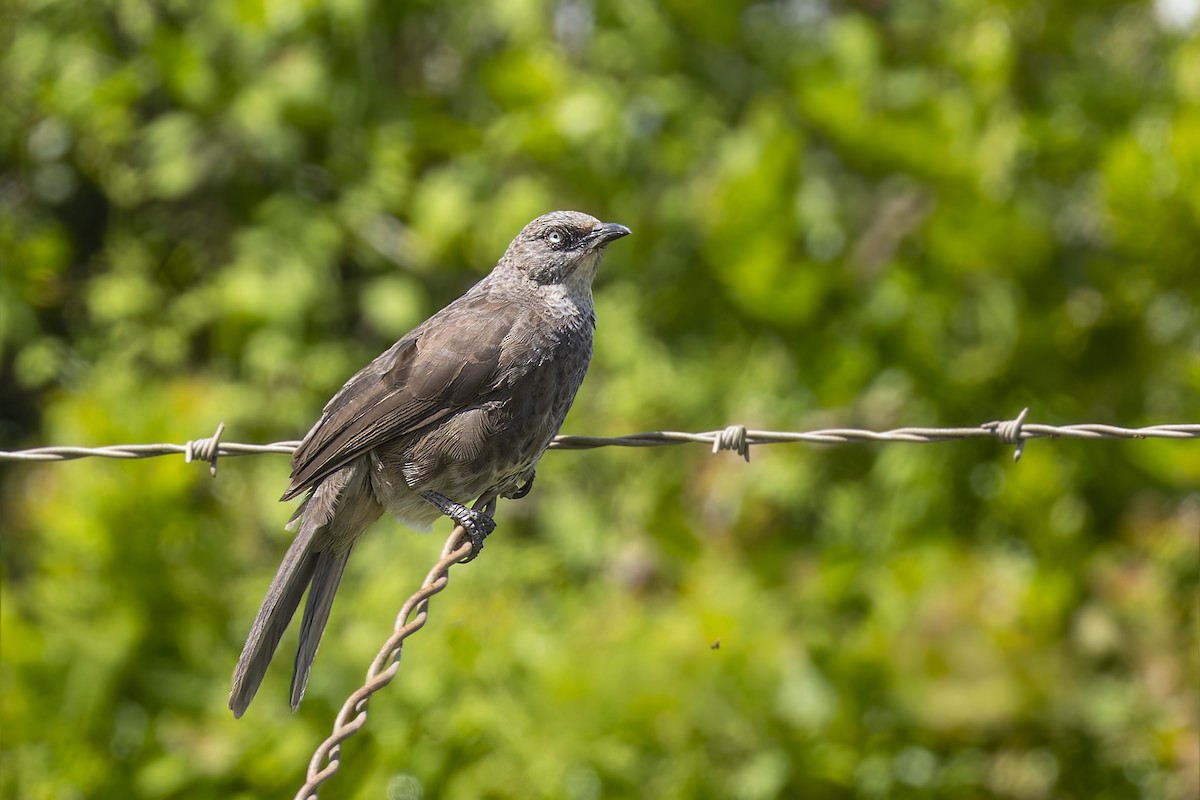 Black-lored Babbler (Nanyuki) - Bradley Hacker 🦜
