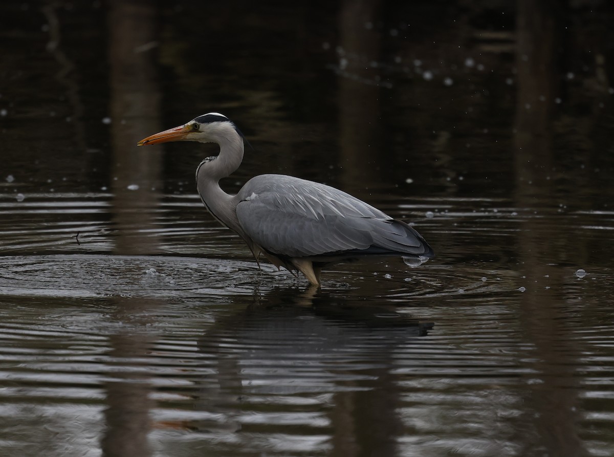 Gray Heron - ML636030342