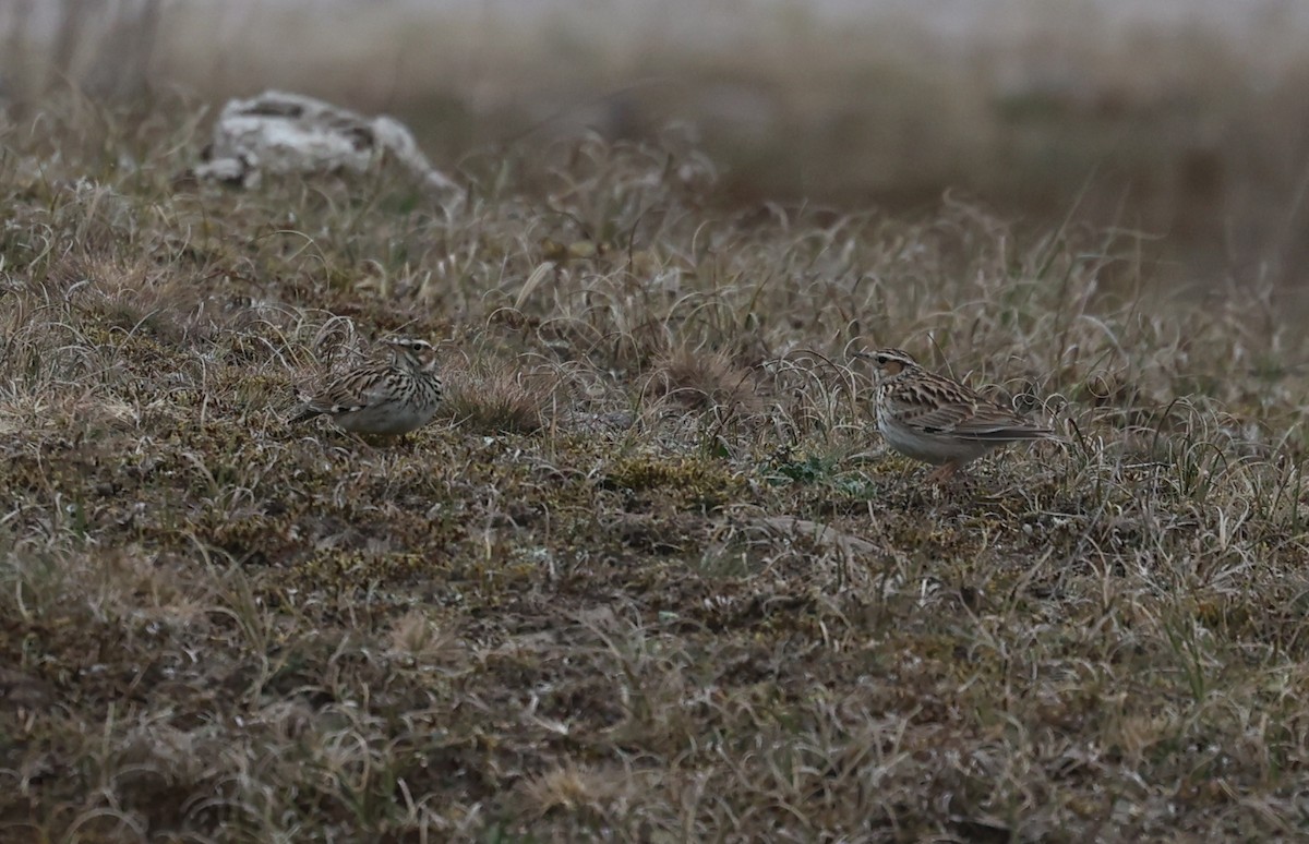 Wood Lark - ML636030358