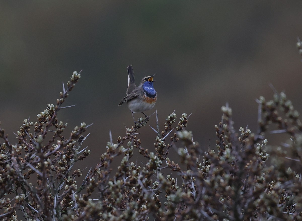 Bluethroat - ML636030374