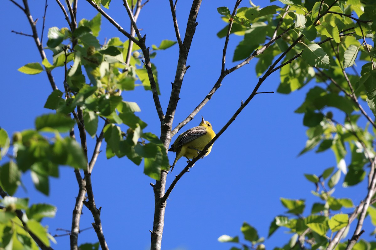 Baltimore Oriole - ML636030379