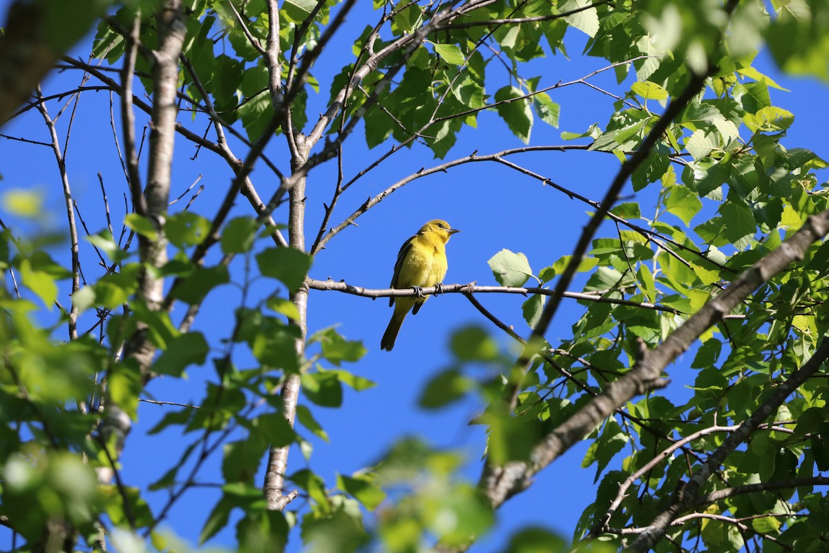 Baltimore Oriole - ML636030380
