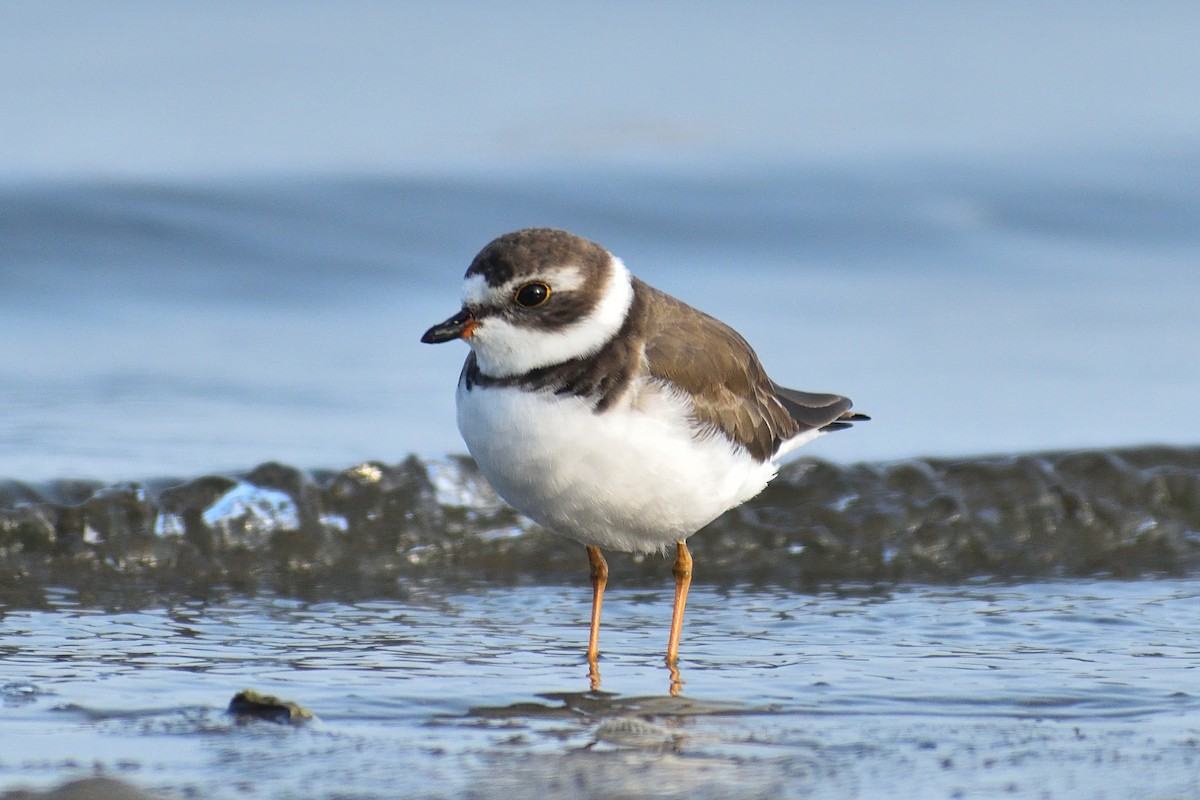 Semipalmated Plover - ML636030385