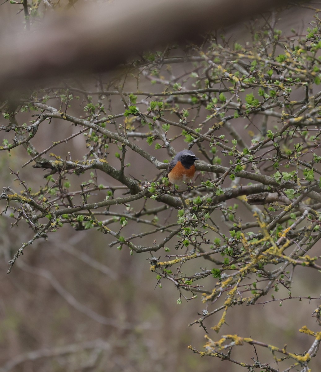 Common Redstart - ML636030392