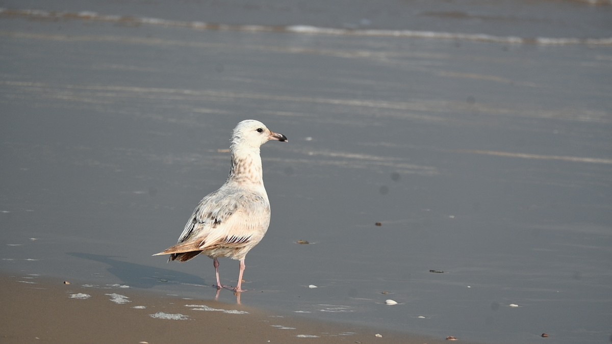 American Herring Gull - ML636030417