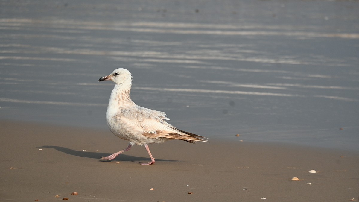 American Herring Gull - ML636030418