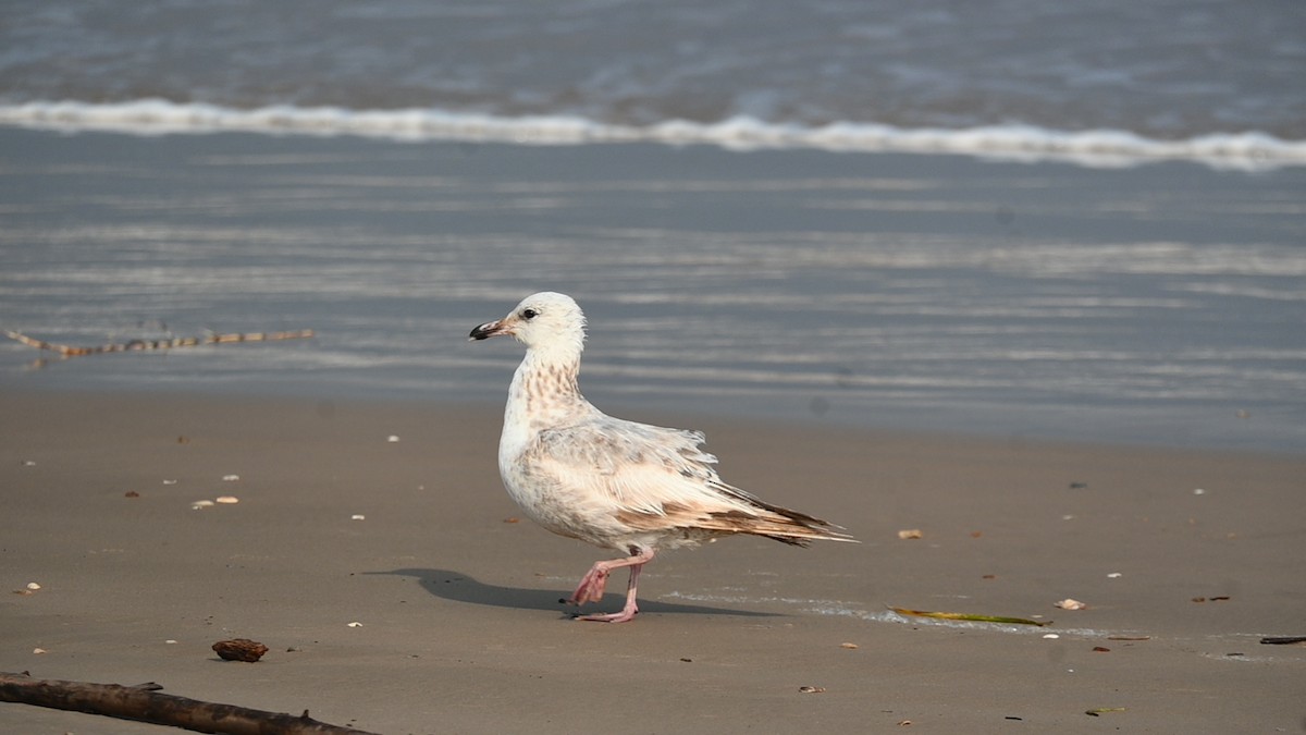 American Herring Gull - ML636030419