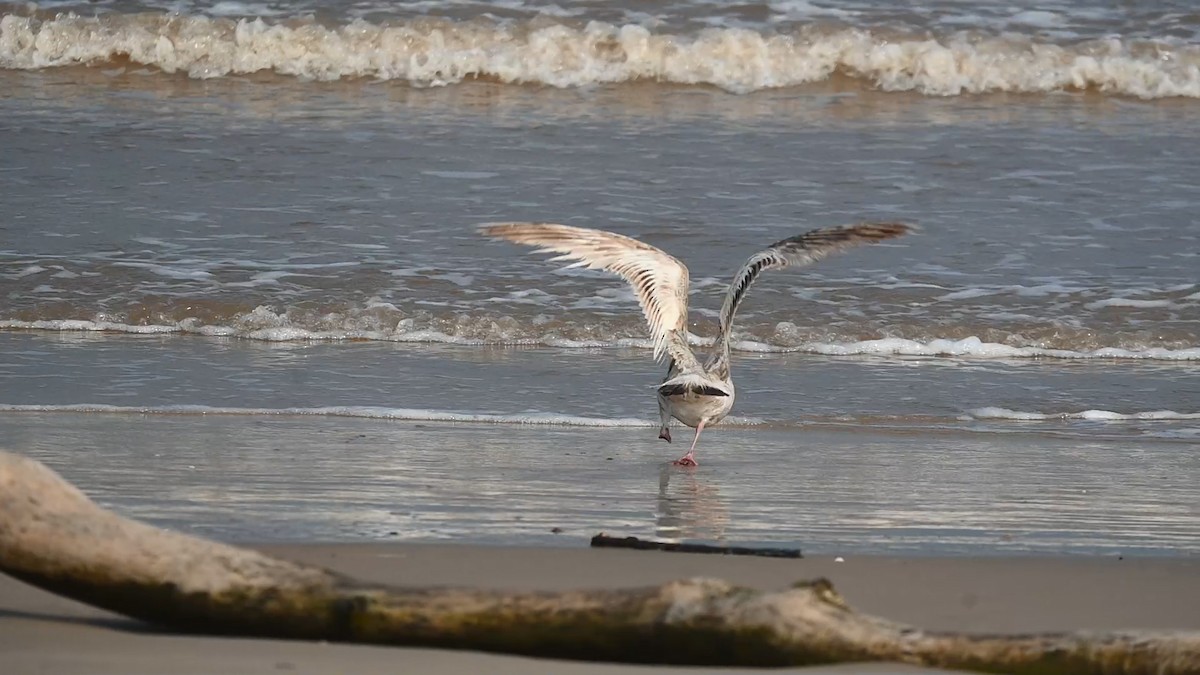 American Herring Gull - ML636030420