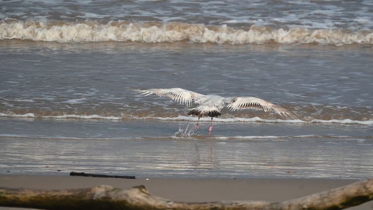 American Herring Gull - ML636030421