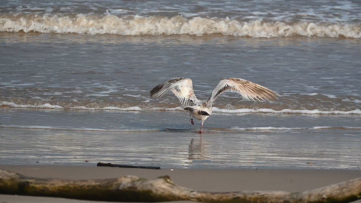 American Herring Gull - ML636030422