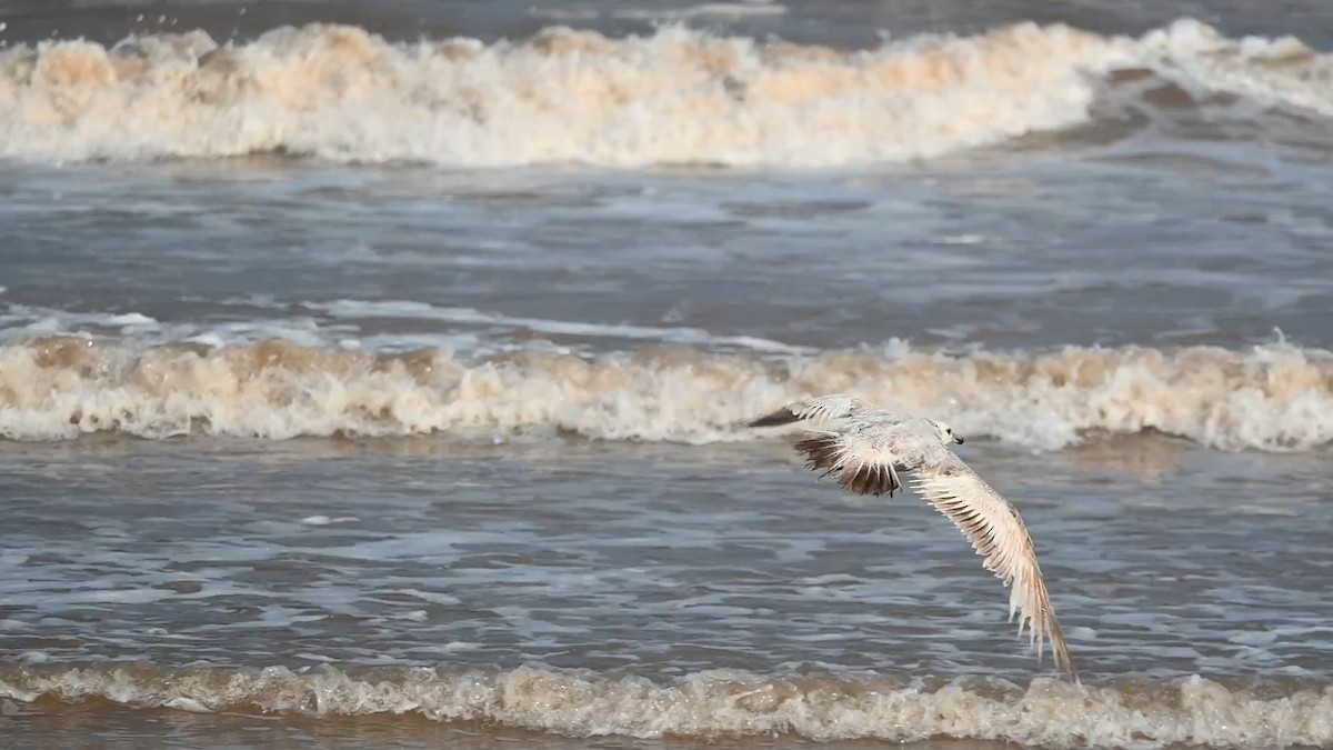 American Herring Gull - ML636030423